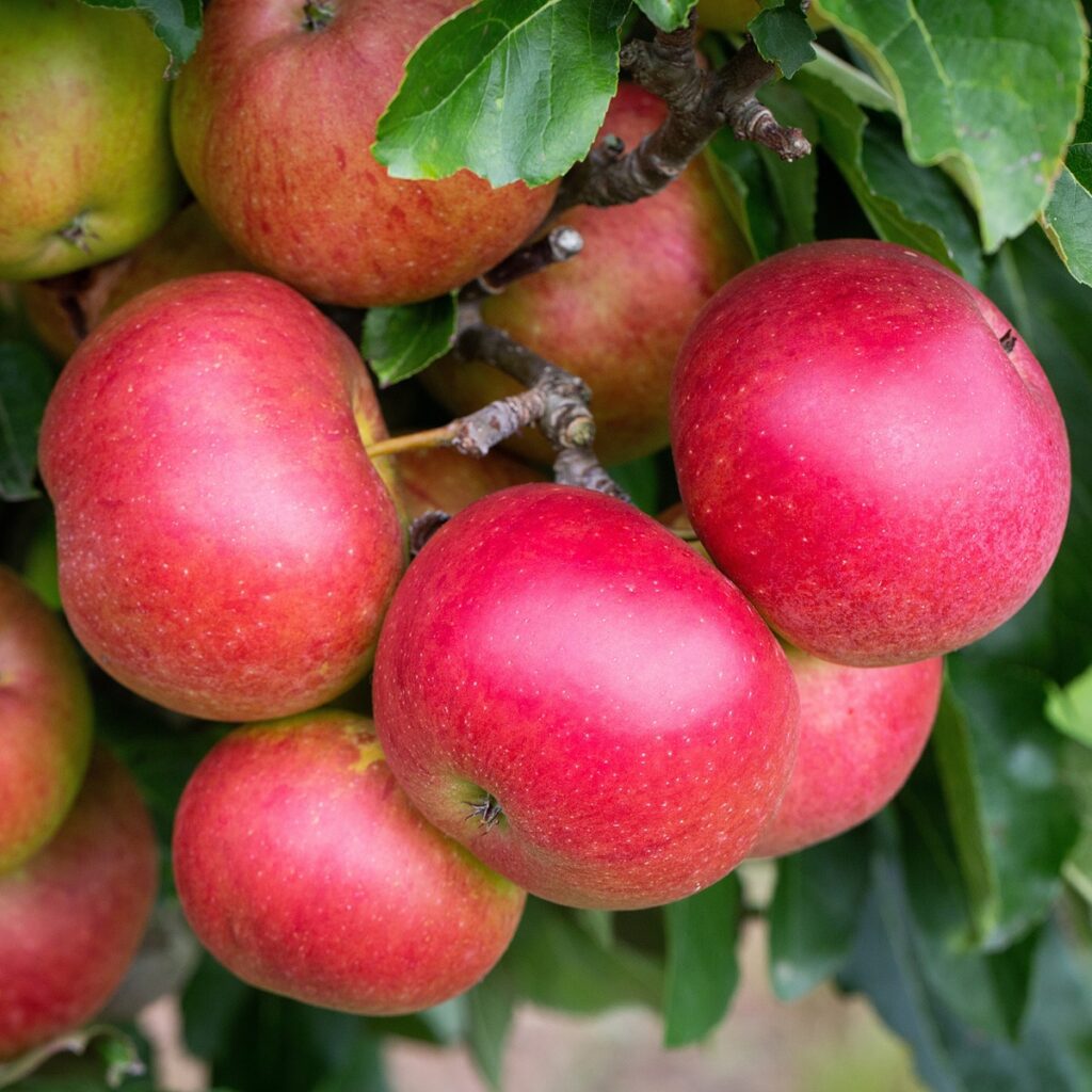 Apple Fiesta Bush Fruit Tree 5038838000287 2